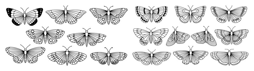 butterflies and moths sketch bundle for nature art
