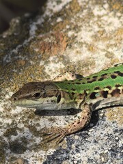 Lizard Resting on a Rock in the Sun