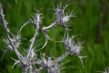 Nature photography, landscape, street photography, animal photography, birds, buildings, ocean waves, beaches, sunsets