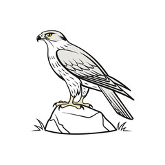 bird of prey