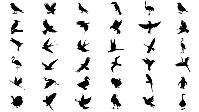 big set bird icon silhuette 