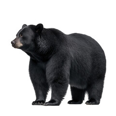 A majestic black bear stands alert on a transparent background isolated on transparent background
