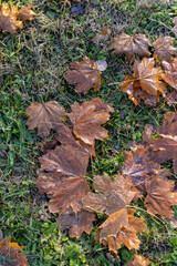 maple leaves covered with condensation on the grass in the morning, maple leaves fallen to the ground during the autumn fall, close up