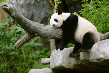 Obraz premium Adorable Panda Resting Peacefully on a Tree Branch in Natural Habitat for Wildlife and Conservation