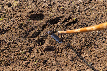 garden tools hoe during tillage in the field, old hoe with wooden handle during agricultural work