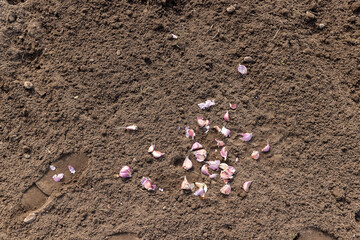 cloves in the field closeup, soil preparation and violet garlic for planting during farming in the...