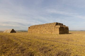 yellow straw stacks in a field after harvest and blue sky, a field with stacks of straw after...