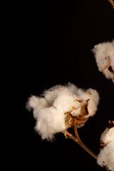 Obraz premium a dried flower of natural cotton on a black background, a branch of a cotton plant with a large number of white flowers is used for fabric production