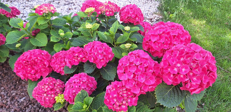 Panorama of the pink flower hydrangea macrophylla or hydrangea ardorescens bloom in the flowerbed. - Powered by Adobe