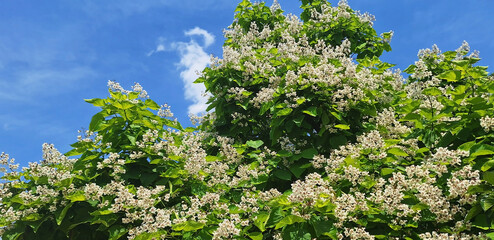 Panorama of the catalpa bignonioides or catalpa ovata tree with white flowers blooms against a blue sky.