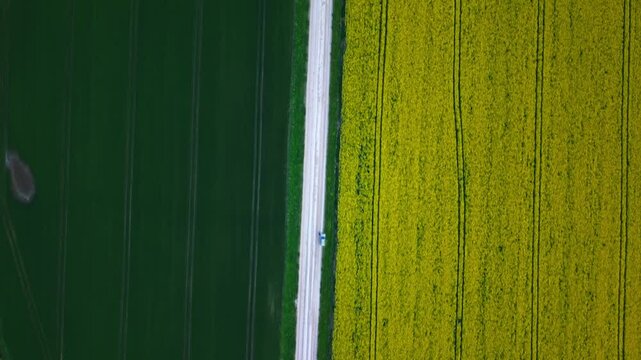 Straight edge of rapeseed field bordered by green rows