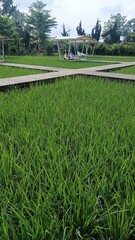 Obraz premium Lush Green Rice Field with Gazebo