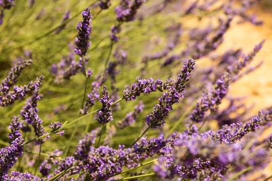 Fleurs de lavande en gros plan dans un champ de lavande en Provence dans le sud de la France