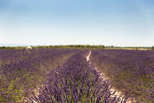Champ de lavande en fleur en premier plan, sillons vus de face, ciel bleu en arri&egrave;re plan, en Provence dans le sud de la France