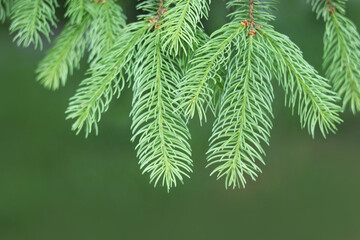 Close-up view of spruce branches with green needles, evergreen forest plant, nature texture.