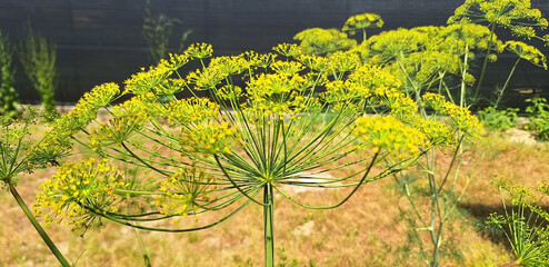 The yellow flowers of anethum graveolens or foeniculum vulgare bloom in umbrellas in the garden. Panorama.