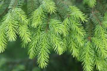 Natural spruce branches with green needles, forest close-up, evergreen foliage background.