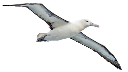 Obraz premium Wandering Albatross isolated on a white background PNG. AI GENERATED.