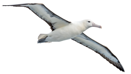 Wandering Albatross isolated on a white background PNG. AI GENERATED.