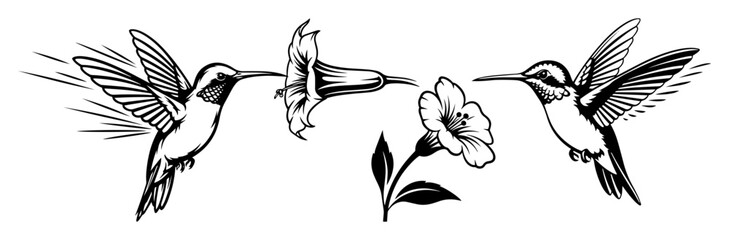hummingbird feeding on flower vector silhouette and sketch