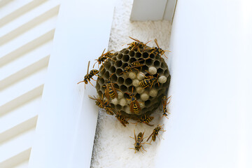 Wasp Nest Infestation on Building Wall for Pest Control and Insect Habitat Awareness