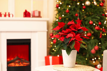 Christmas flower poinsettia on table in living room. Closeup