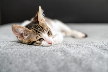 Adorable tabby kitten sleeping peacefully on soft grey blanket, close up of cute baby cat resting...