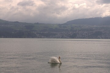 swans on lake