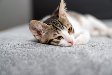 Adorable tabby kitten sleeping peacefully on soft grey blanket, close up of cute baby cat resting...