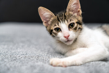 Adorable tabby kitten sleeping peacefully on soft grey blanket, close up of cute baby cat resting...