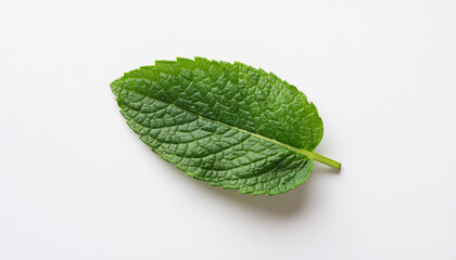 Obraz premium A close-up of fresh mint leaves against an isolated white background.