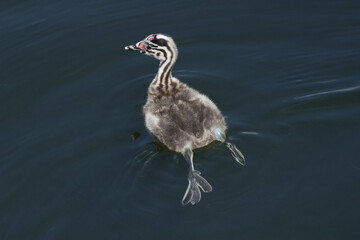 A baby Great crested Grebe, Podiceps cristatus, swimming on a river.
