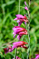Gladiolus palustris alcanza un tamaño de 30 a 60 centímetros de altura. El tallo es erecto,...