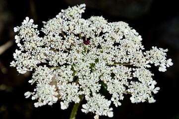 Angelica archangelica, es una planta medicinal también conocida por el nombre carlina, Hierba de...