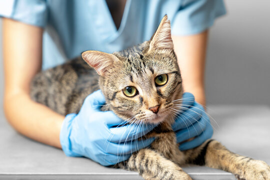 Veterinarian examining pet on table in veterinary clinic, Veterinary caring of a cute cat, healthcare of your pet. Pet Health Check Up. Caring Veterinarian Examining And Comforting a Cat During