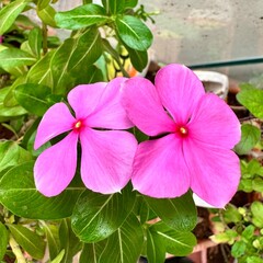 pink flowers in the garden. Catharanthus roseus Flowers. Sadafuli flower.