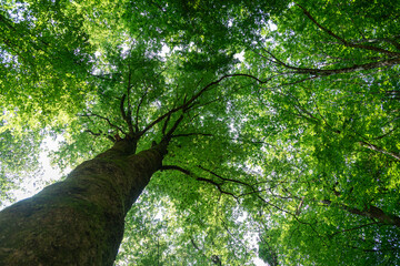  Sunny beech canopy tree in the forest. 