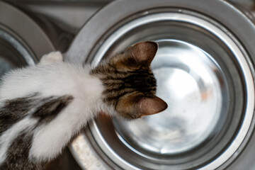 Thirsty kitten drinking fresh water from shiny metal bowl indoors, cute domestic cat hydrating in...