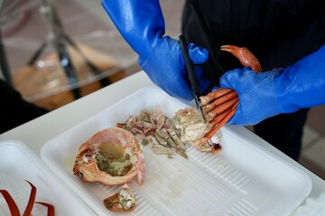 Close up hands wearing blue protective gloves cutting and preparing cooked crab on a white...
