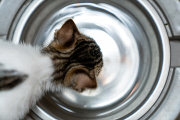 Thirsty kitten drinking fresh water from shiny metal bowl indoors, cute domestic cat hydrating in...