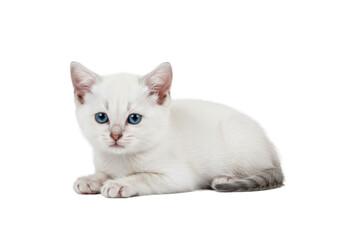 A very young, tiny kitten with transparent fur, sapphire blue eyes, and a pink nose rests peacefully on a highly reflective white surface with a subtle reflection in a seamless, shadowless white