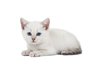 A very young, tiny kitten with transparent fur, sapphire blue eyes, and a pink nose rests peacefully on a highly reflective white surface with a subtle reflection in a seamless, shadowless white