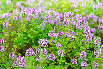 Flowering thyme in garden, in summer time, herbs growing in nature, thyme plant floral background,...