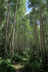 Naklejka premium Lush green aspen forest with tall trees and clear blue sky