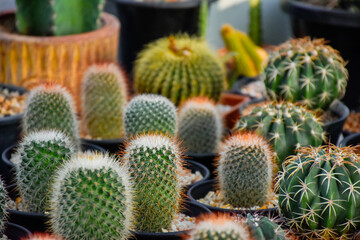 prickly pear cactus