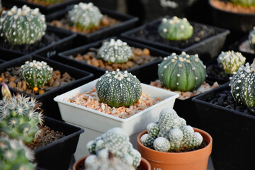 Little cactus on small pot, plant for decoration. Beautiful blooming cactus, selective focus...