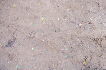 A fragment of sand with ill-defined human footprints, leaves and natural debris