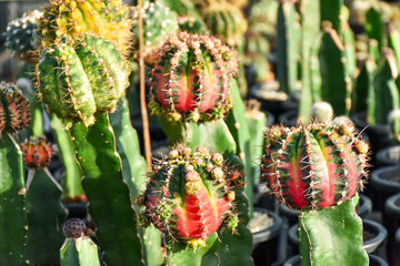 Small cactus collection succulent plant in mini pots, selective focus. Mini cactus in pot concept. 