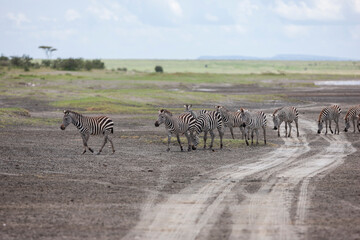 Zebras in the Serengeti National Park, Tanzania