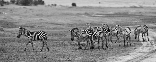 Zebras in the Serengeti National Park, Tanzania